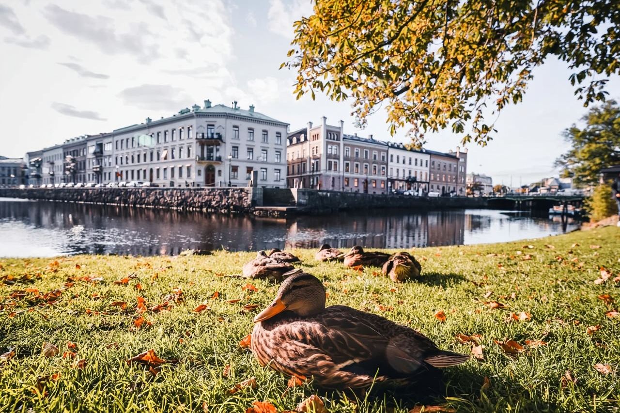 Skansen Kronan + Gustaf Adolf's Square + Universeum + The Haga Church day tour