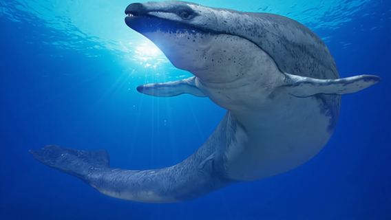 Hurghada Tour by Night with the Grand Aquarium and Dinner