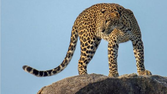 Taman Nasional Yala, Sri Lanka|Berburu satwa liar + tur Jeep setengah/sehari penuh &