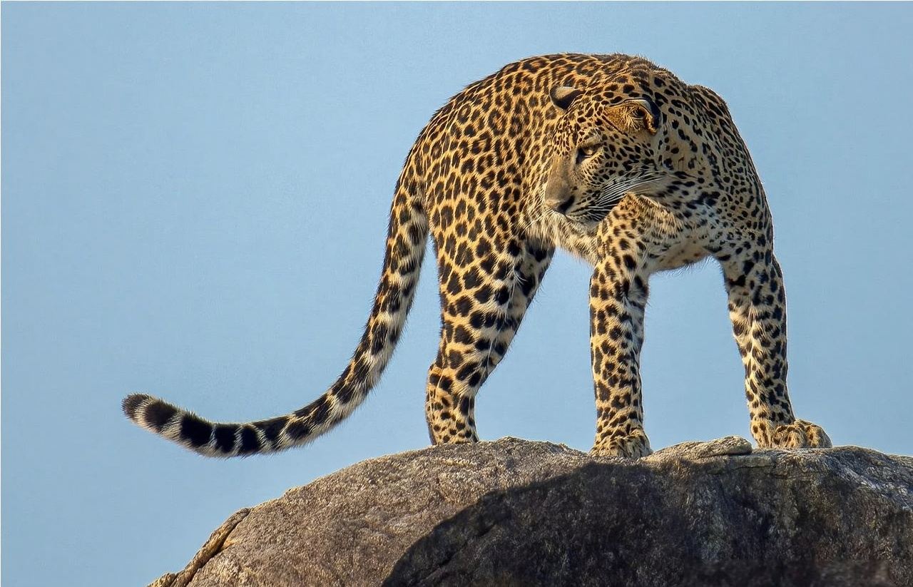 Yala National Park in Sri Lanka|Wildlife Safari + Jeep Half/Full Day Tour