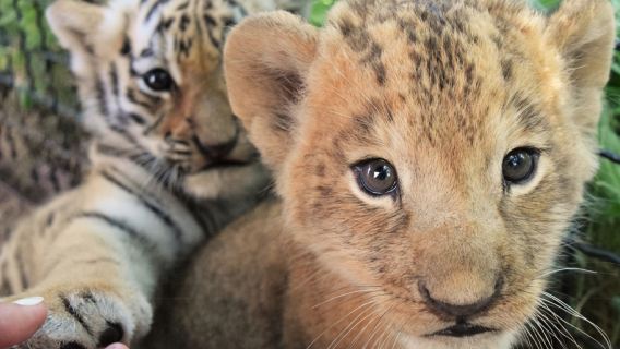 旅順遛娃獅虎園+闖關東影視城獨立包團