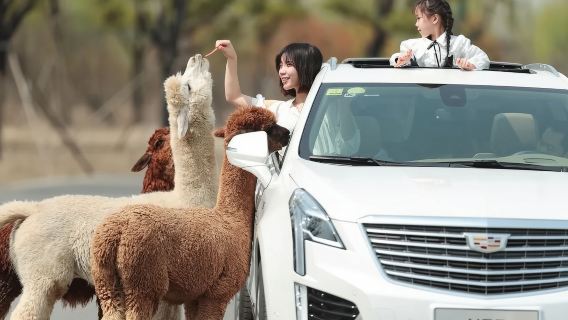 Сафари-парк ◆ VIP-трансфер ◆ Включает мини-поезд / автомобиль-клетку ◆ Откройте для себя чудеса ◆ Идеально для семей с детьми