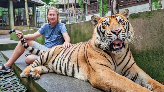 泰國清邁清邁老虎園半日遊【飯店接駁+可愛萌虎+清邁特色體驗】