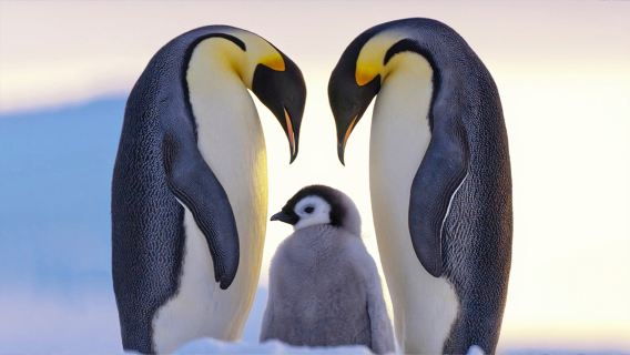 Hiver au Japon : Excursion d'une journée à Hokkaido, Zoo d'Asahiyama, Arbre célèbre de Biei, Étang bleu et Shikisai no Oka