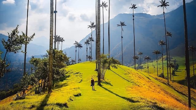 Cocora Valley, Salento and Coffee Farm Day Tour