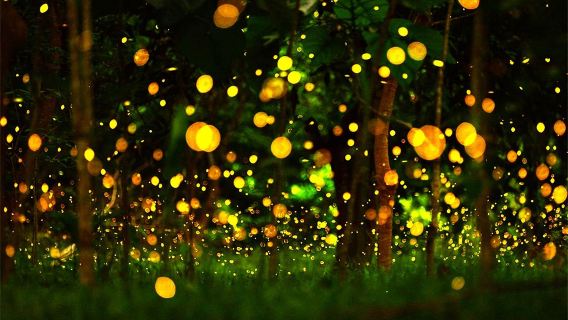 中國科學院西雙版納熱帶植物園日遊+夜遊螢火蟲