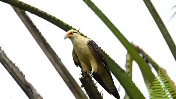 Uvita: Pengalaman Pengamatan Burung di Kosta Rika - Pengamatan Burung Pribadi