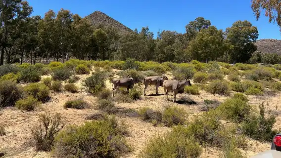 Aquila Game Reserve Big 5 ซาฟารีชมพระอาทิตย์ตกดินพร้อมไวน์
