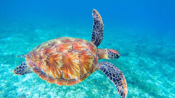 Piura: Excursion to Mancora and Swimming with turtles