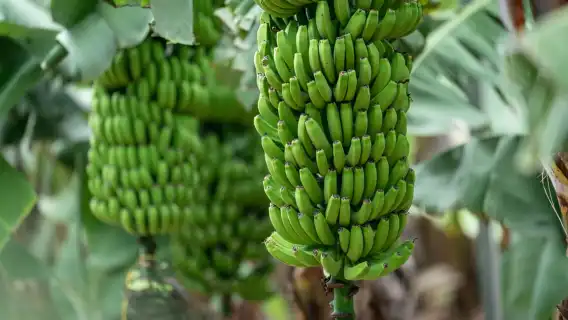 Tastes of Gran Canaria A Day of Flavours and Culture