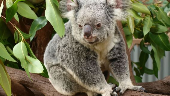 Melbourne: Murray River Paddle Steamer, Wine & Wildlife Tour
