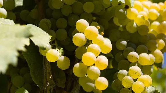 Napoli: tour dei vigneti del Vesuvio con pranzo e degustazione di vini