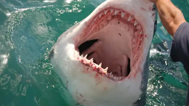 เคปทาวน์: ตั๋วผ่านเมือง Citypass ที่ท่องเที่ยวระดับพรีเมียมพร้อมทัวร์รถบัส