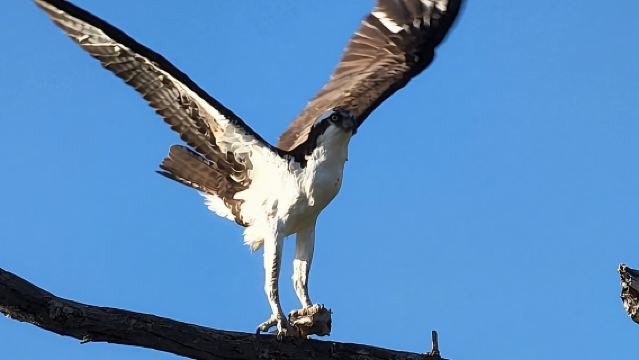Daytona/New Smyrna Beach: Unforgettable Kayak Wildlife tours