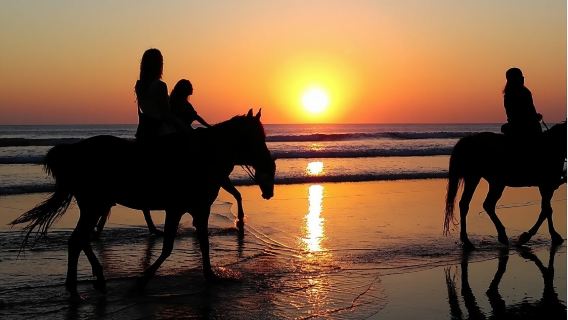 プーケット国際乗馬クラブワンデーツアー【ビーチ乗馬+馬への餌やり丨馬と泳ぐオプションあり】