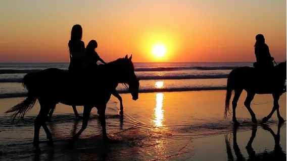 tour di un giorno al Phuket International Horse Club [cavalcata sulla spiaggia + alimentazione dei cavalli | opzione di nuotare con i cavalli]