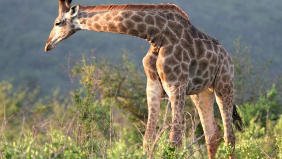 Durban Hluhluwe-Imfolozi Park Day Tour in KwaZulu-Natal, South Africa