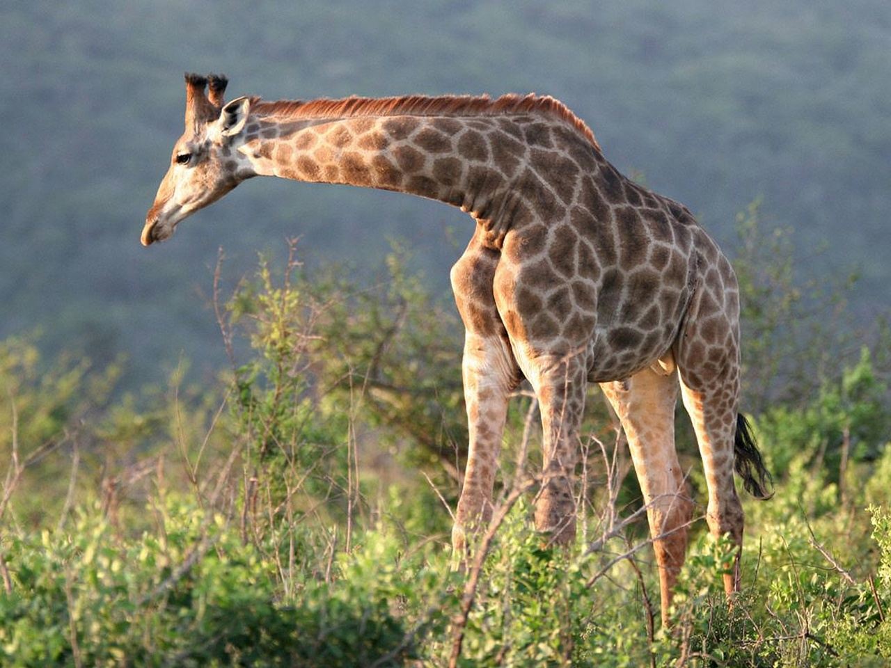 Durban Hluhluwe-Imfolozi Park Day Tour in KwaZulu-Natal, South Africa