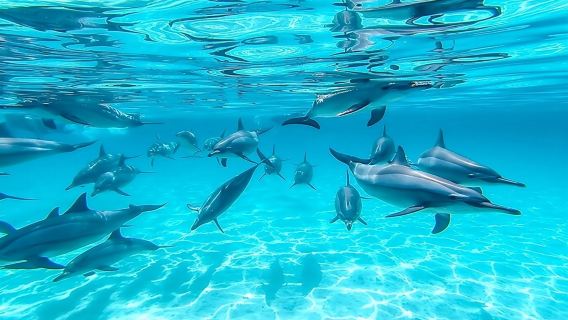 Hurghada: Boat Trip to Dolphin House - Swim with Dolphins in the Red Sea!