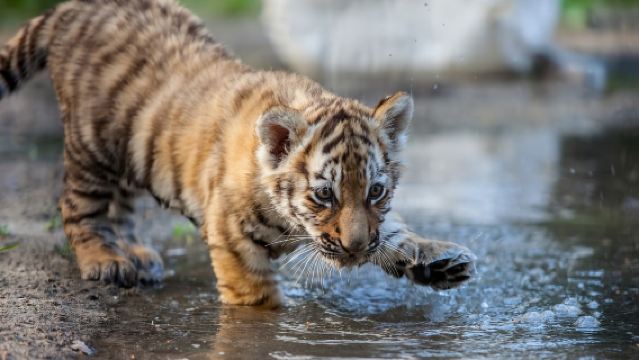 Lawatan sehari sewaan peribadi ke Elephant Jungle Sanctuary + Tiger Kingdom + Air Terjun Sticky di Chiang Mai, Thailand
