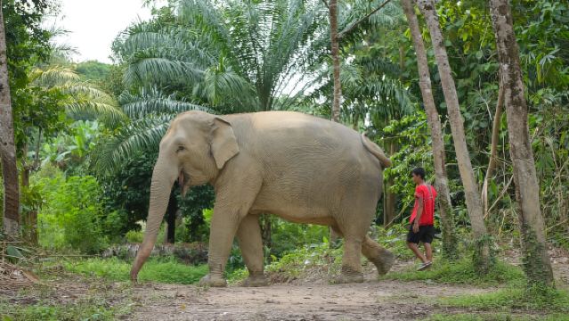 Khao Lak: Elephant Sanctuary Eco Safari Car Tour with Guide