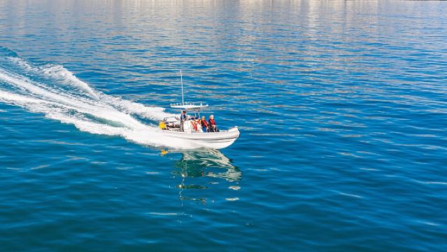 Marine Wildlife Exploration in Cape Town, South Africa (Whale and Dolphin Watching, etc.)