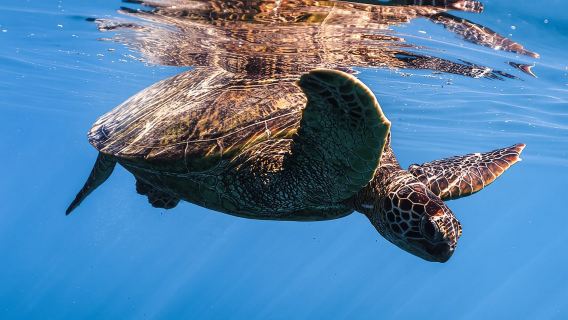 Schnorcheln in der Waikiki Turtle Canyon: Schildkröten garantiert