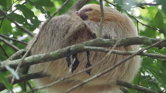 Nationalpark Manuel Antonio: Geführter Spaziergang