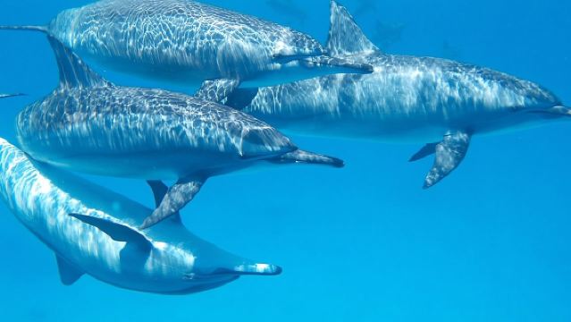 Swim with Wild Dolphins in Hurghada