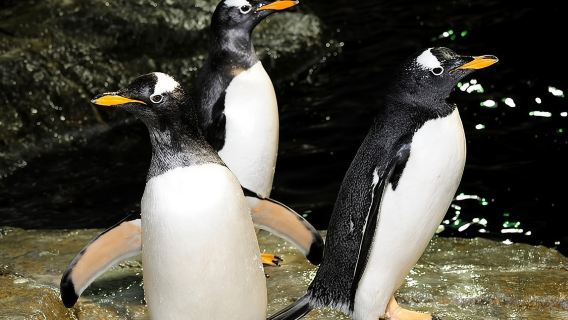 Central Park Zoo Admission Ticket with 4D Theater Access 