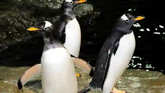 Central Park Zoo Admission Ticket with 4D Theater Access 