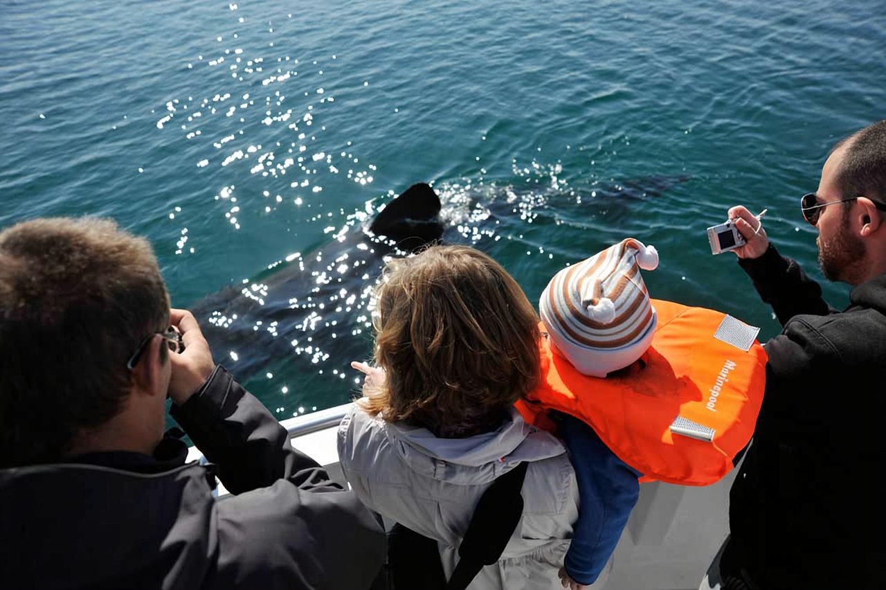 Whale Watching in Reykjavik, Iceland [Daily departures, urgent bookings accepted + free re-experience if no whales are spotted]