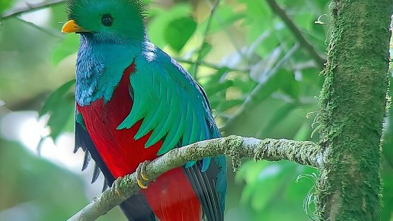 Monteverde Cloud Forest Nature Tour