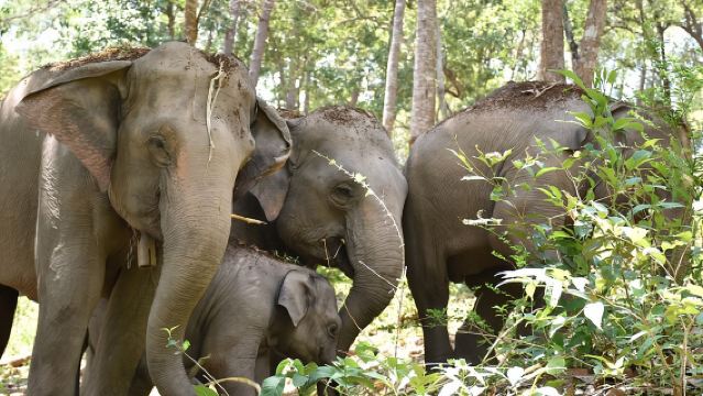 Care Pride Elephants: Experiencia de tour de día completo