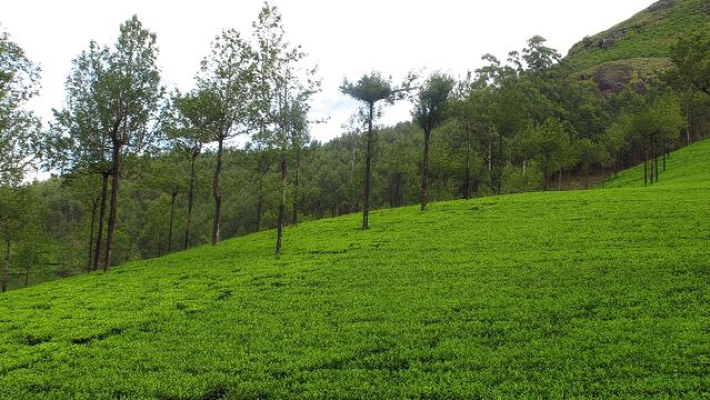 Munnar Site-seeing Tour