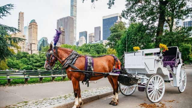 Official Private New York City Central Park Horse Carriage Ride Since 1965