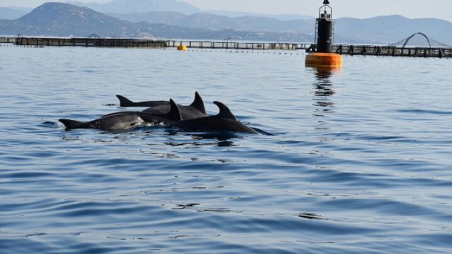 Delfinbeobachtung und Schnorcheln in Figarolo auf Sardinien
