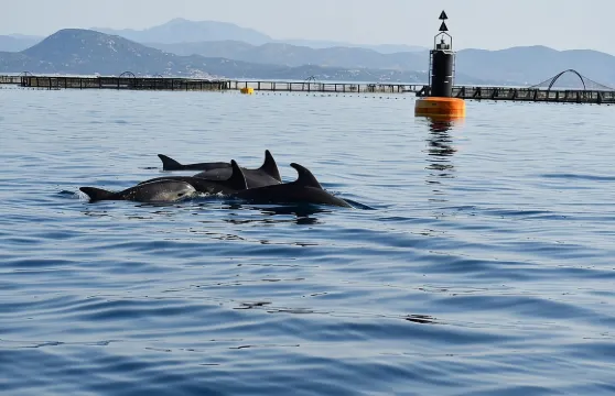 在撒丁島菲加羅洛觀賞海豚和浮潛