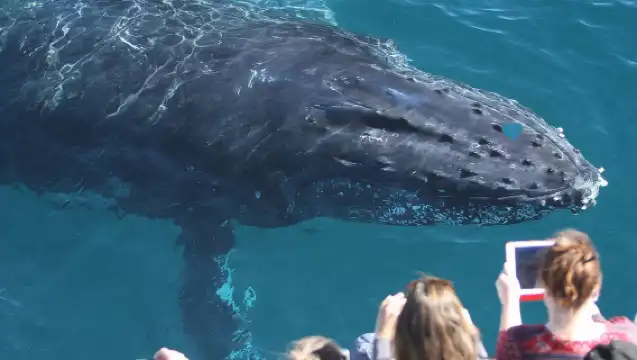 ทัวร์สำรวจ 4.5 ชั่วโมง ชมวาฬและโลมาในโอ๊คแลนด์ นิวซีแลนด์ [ชมวิวทางน้ำ/ท่องเที่ยวทางทะเล/ล่ามจากลูกเรือ]