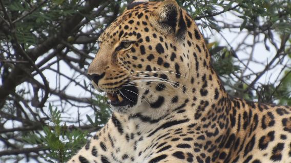 Plettenberg Bay: Cats in Conservation Full Day Tour