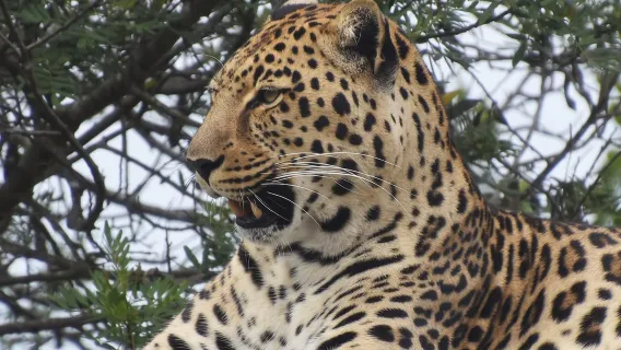 Plettenberg Bay: tour di un giorno intero dedicato ai gatti in conservazione