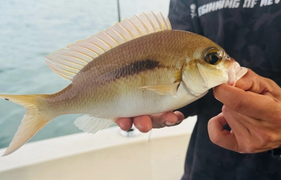 【深圳4小時夜釣特惠套餐】82英尺深圳七星灣遊艇會超元豪華遊艇包船出海夜釣海釣+帶飛橋+KTV+海釣魚竿魚餌