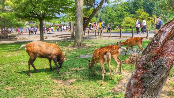 Kyoto: Nara, Todaiji, Kasuga Taisha Shrine Private Full Day