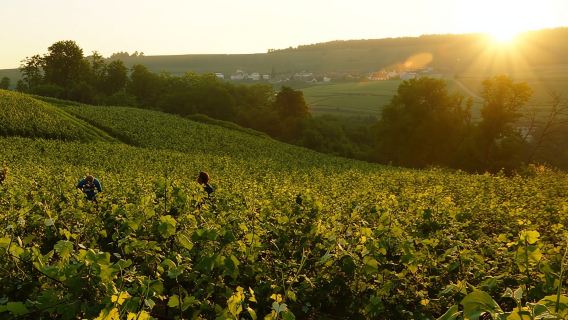 Dari Paris: Perjalanan Sehari ke Champagne dengan 7 Pencicipan dan Makan Siang