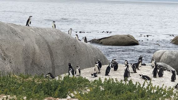 Kaphalbinsel: Kap der Guten Hoffnung und Pinguine am Boulders Beach