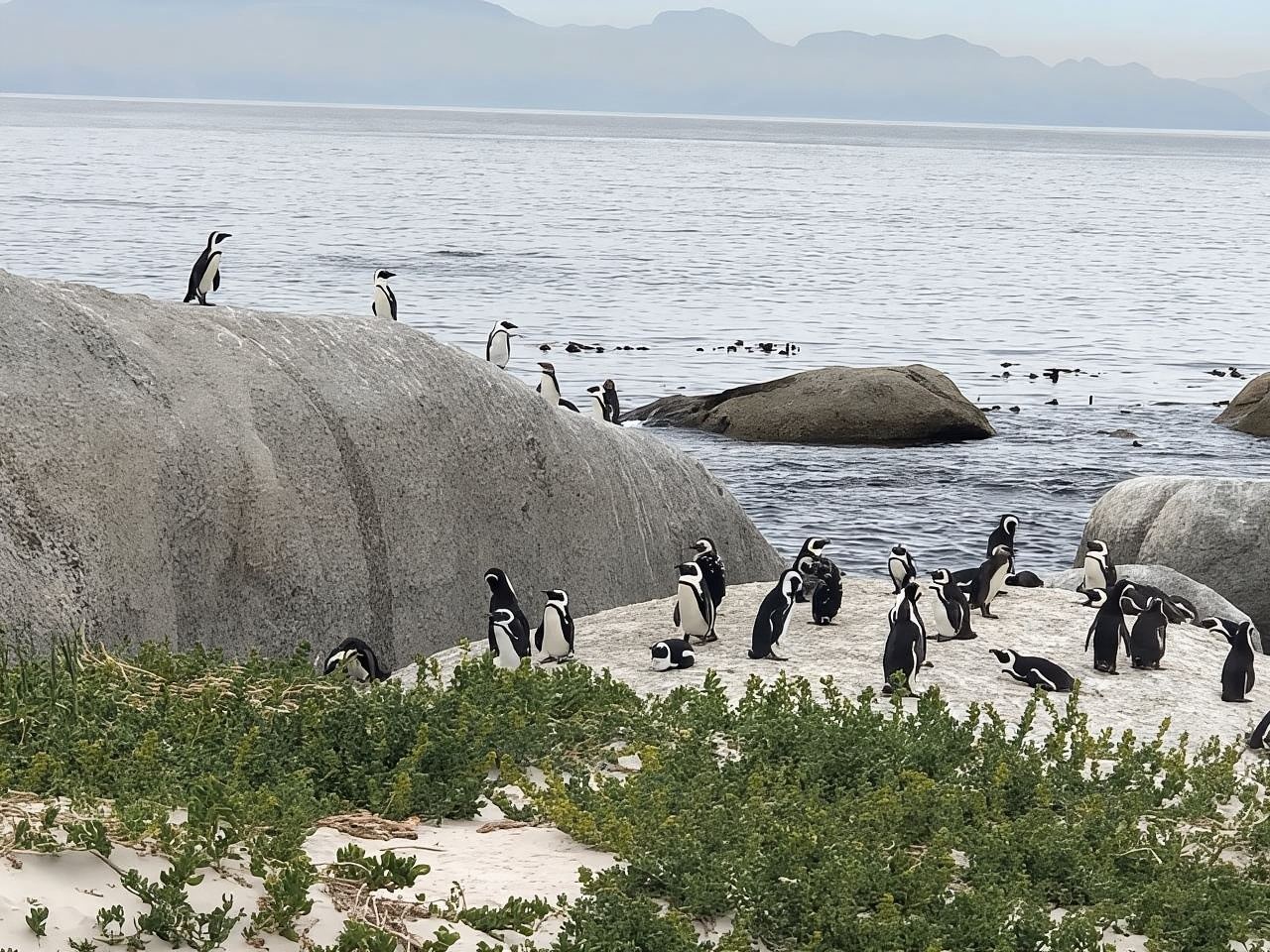 Penisola del Capo: Capo di Buona Speranza e Pinguini della Spiaggia Boulders
