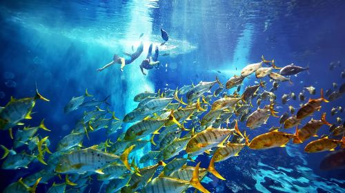 Dubai ScubaDive.ae + Jumeirah Beach diving experience scuba diving 0.5h [Dubai scuba diving experience] 6