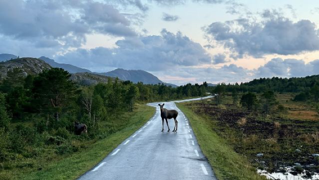 Bodø: Northern Norway Moose Safari