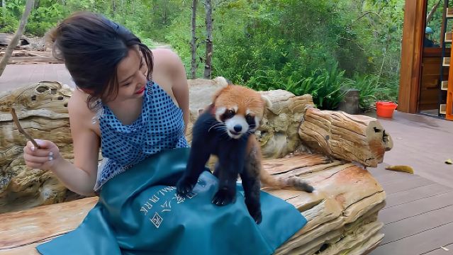 [Perjalanan Eksklusif Tanpa Kongsi Kenderaan] Lawatan Sehari ke Taman Hutan Negara Sun River, Pu'er, Yunnan