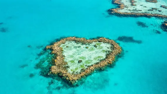 [Confirmation rapide] Excursion d'une journée sur la Grande Barrière de Corail depuis les îles Whitsunday et Hardy Reef avec option de plongée sous-marine sur Heart Reef